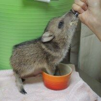 Southwest Wildlife Discovery Series: It is Baby Season!